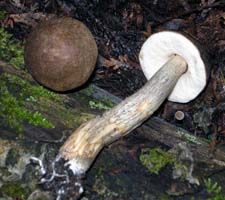 young caps can be dark brown and the stem is not as heavily coated with raised black dot as in the species insigne. Leccinum scabrum.